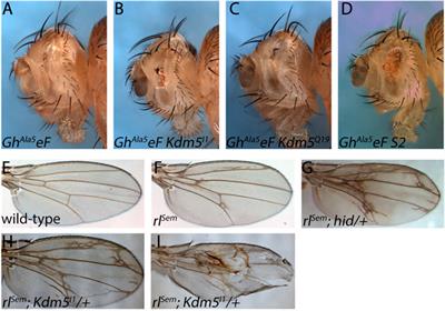 The histone demethylase Kdm5 controls Hid-induced cell death in Drosophila